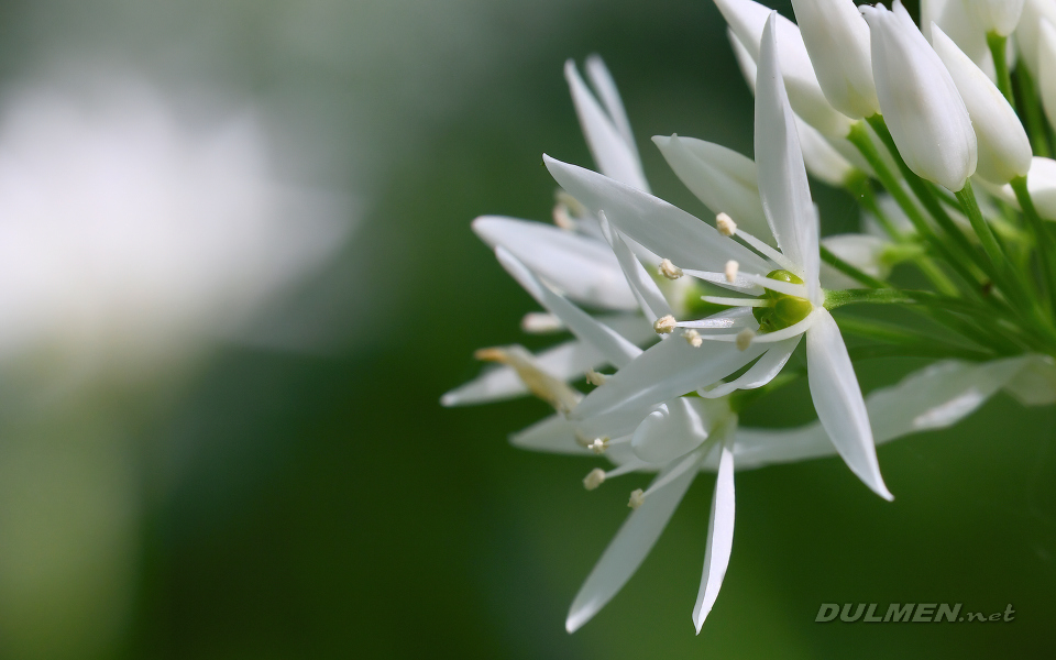 Wild Garlic (Allium ursinum)